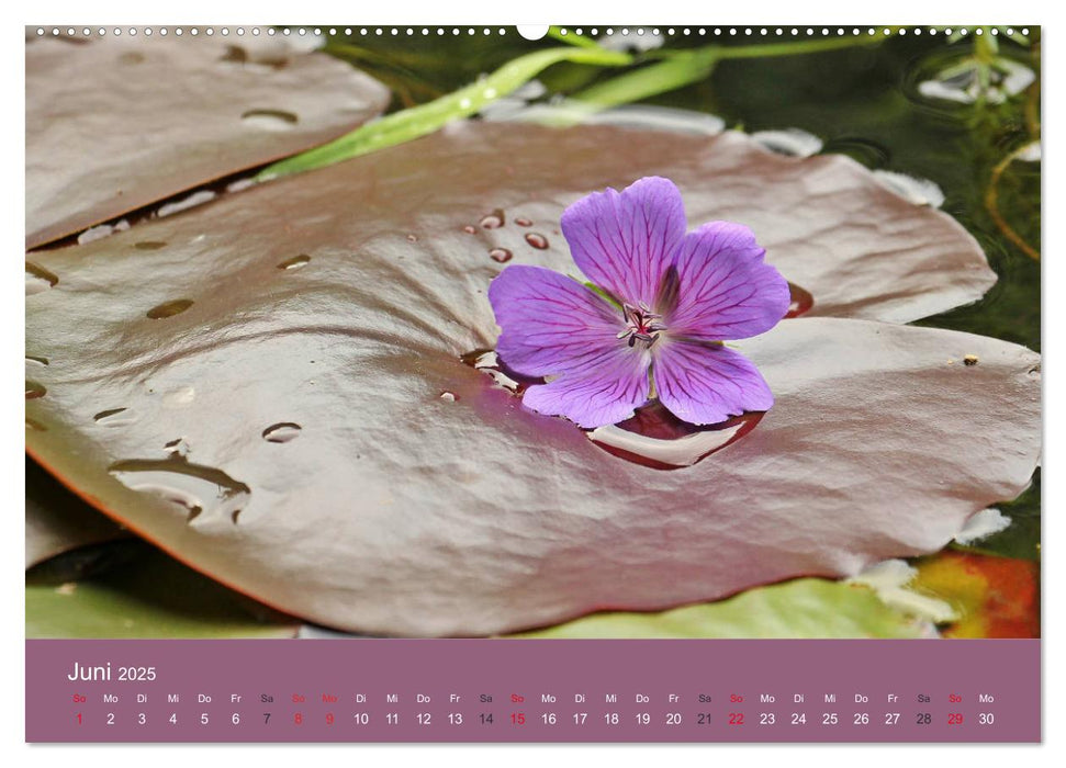 Am Teich. Zauberhafte Welt (CALVENDO Premium Wandkalender 2025)