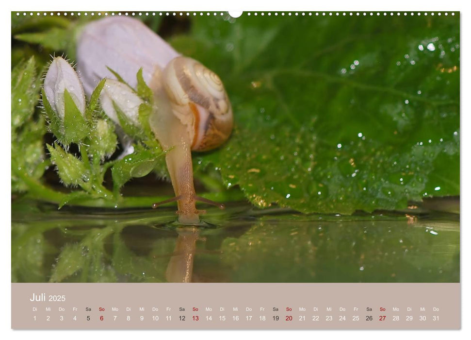 Am Teich. Zauberhafte Welt (CALVENDO Premium Wandkalender 2025)