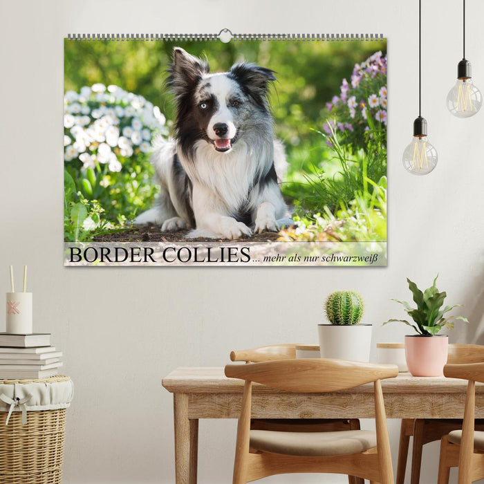 Border Collies - nicht nur schwarzweiß (CALVENDO Wandkalender 2025)