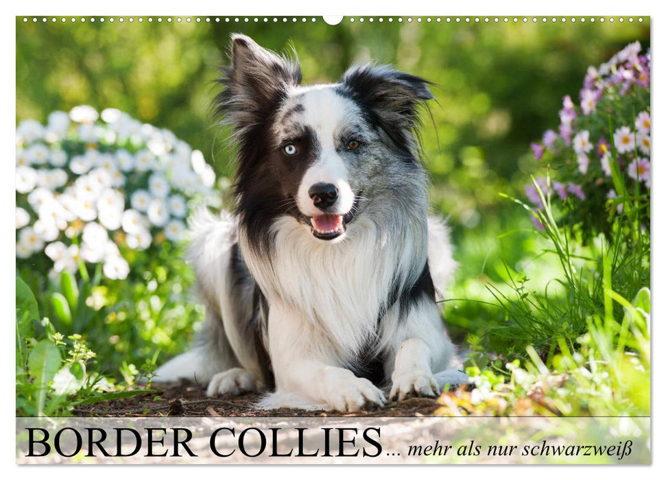 Border Collies - nicht nur schwarzweiß (CALVENDO Wandkalender 2025)