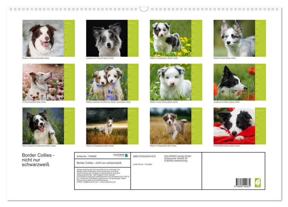 Border Collies - nicht nur schwarzweiß (CALVENDO Wandkalender 2025)