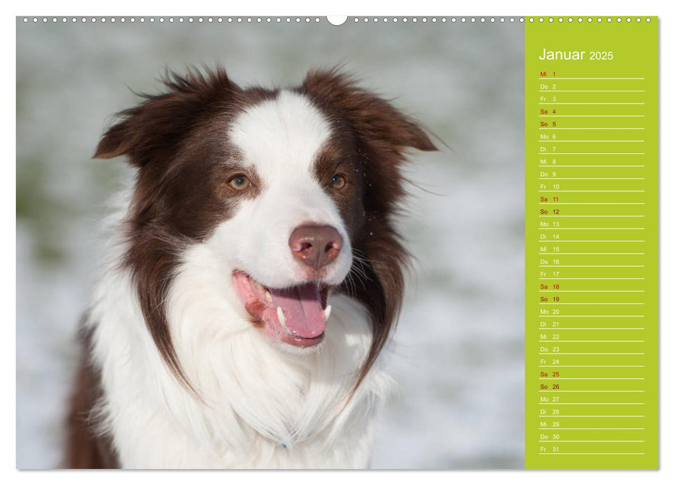 Border Collies - nicht nur schwarzweiß (CALVENDO Wandkalender 2025)