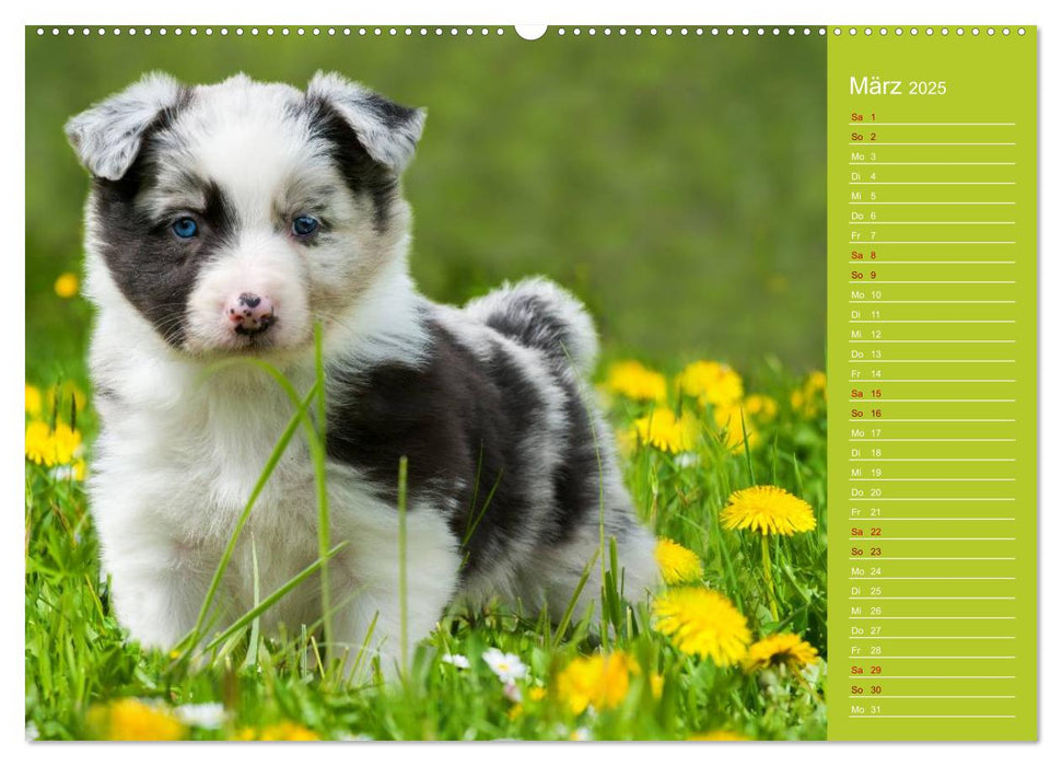 Border Collies - nicht nur schwarzweiß (CALVENDO Wandkalender 2025)