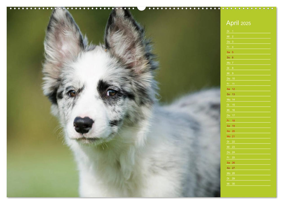 Border Collies - nicht nur schwarzweiß (CALVENDO Wandkalender 2025)