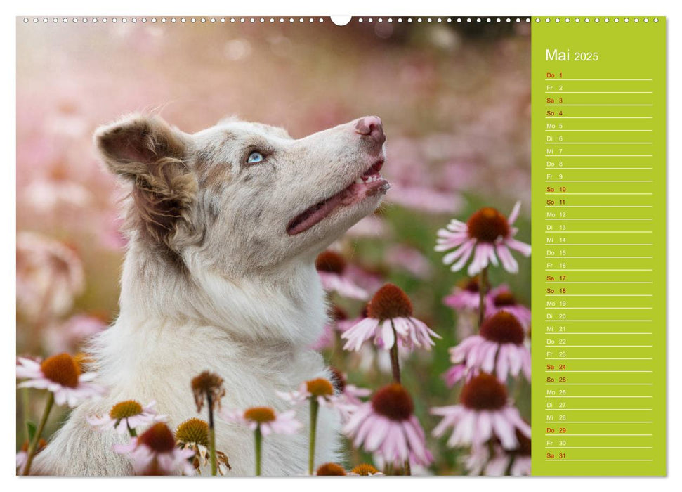 Border Collies - nicht nur schwarzweiß (CALVENDO Wandkalender 2025)