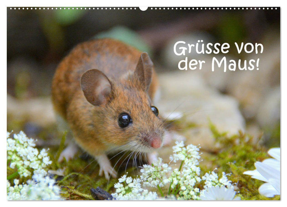 Grüsse von der Maus! (CALVENDO Wandkalender 2025)