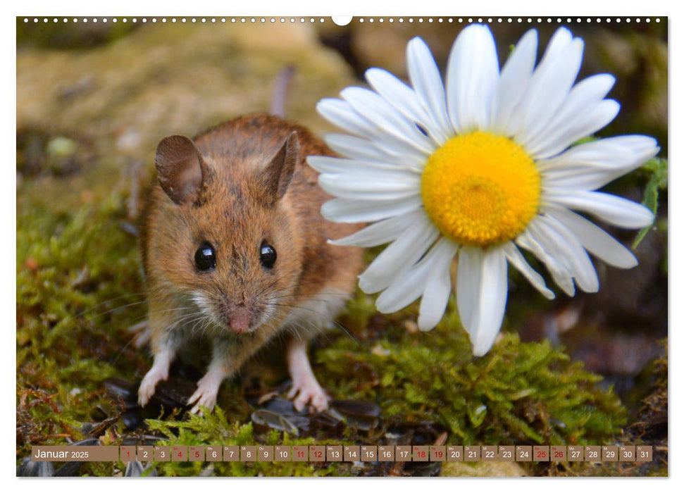 Grüsse von der Maus! (CALVENDO Wandkalender 2025)