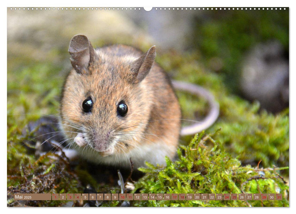 Grüsse von der Maus! (CALVENDO Wandkalender 2025)