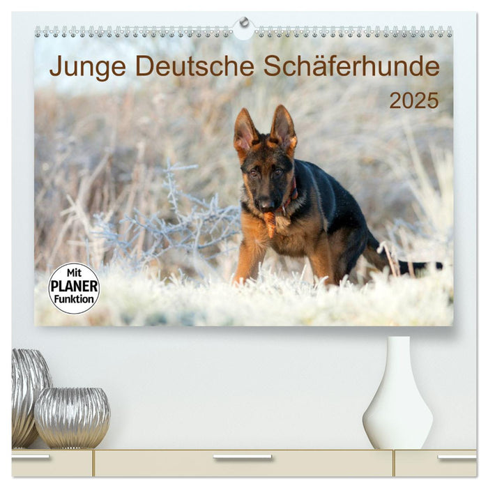 Junge Deutsche Schäferhunde (CALVENDO Premium Wandkalender 2025)