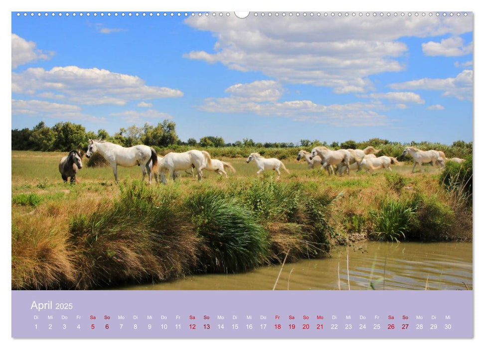 Die Farben der Provence... und der Duft des Lavendels... (CALVENDO Wandkalender 2025)