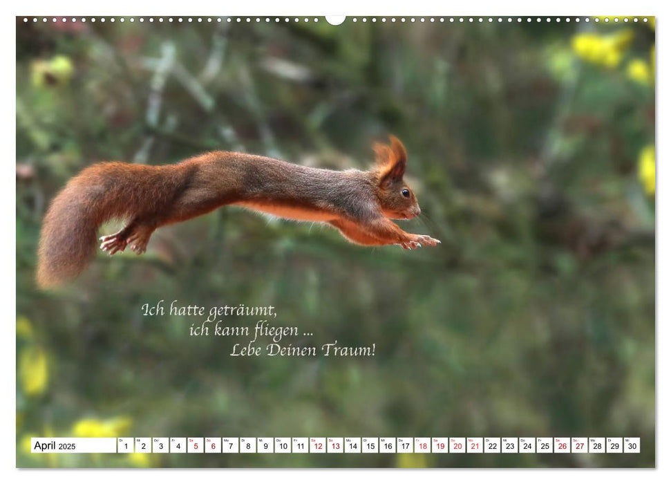 Tipps von Eichhörnchen an Eichhörnchenliebhaber (CALVENDO Premium Wandkalender 2025)