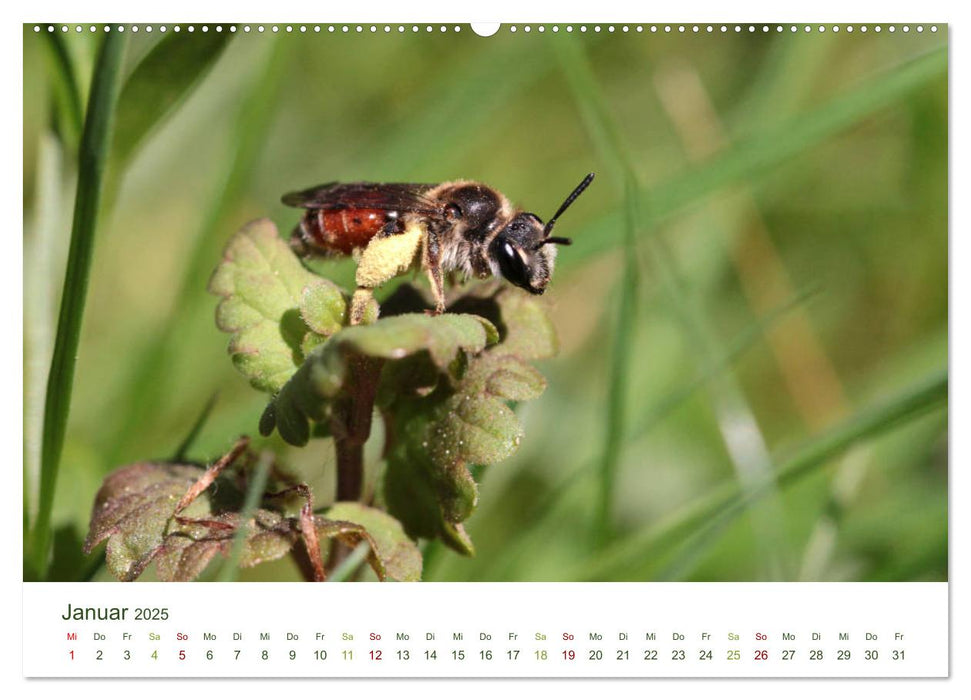 Wildbienen im Garten (CALVENDO Premium Wandkalender 2025)