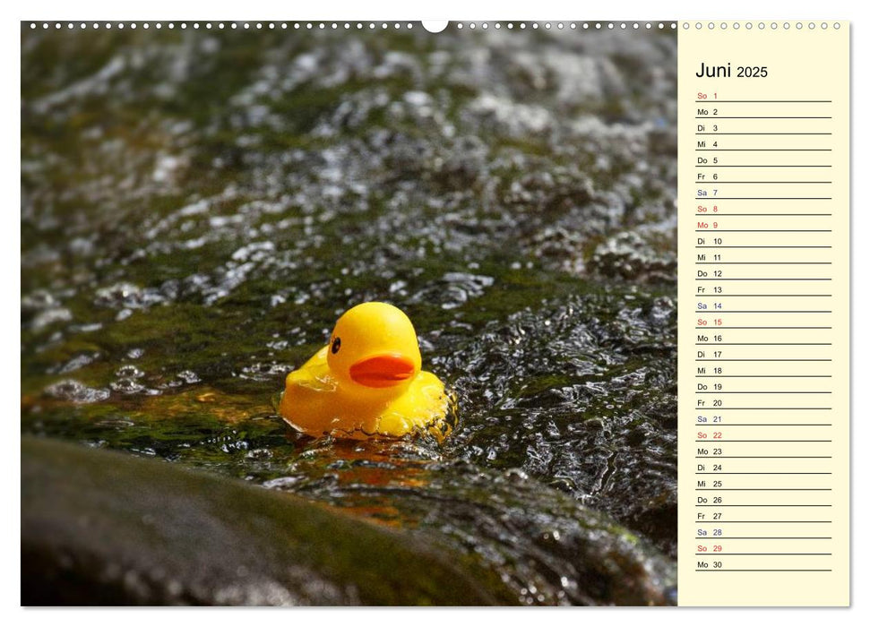 Enten-Rennen (CALVENDO Premium Wandkalender 2025)