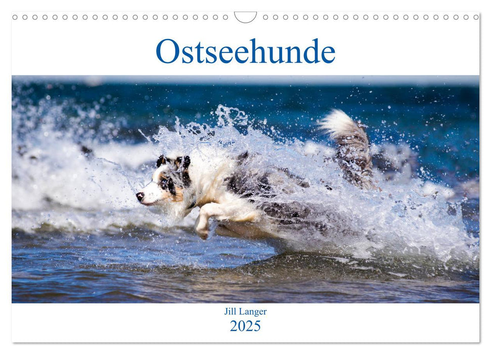 Ostseehunde (CALVENDO Wandkalender 2025)