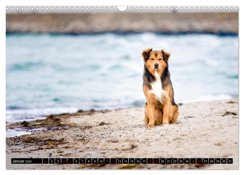 Ostseehunde (CALVENDO Wandkalender 2025)