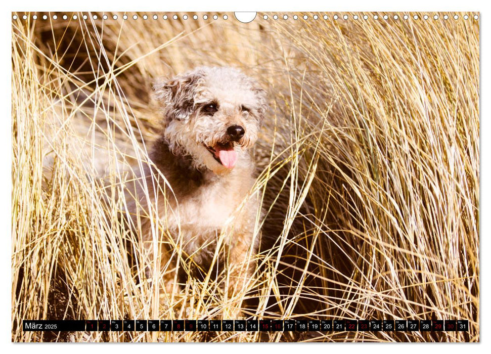 Ostseehunde (CALVENDO Wandkalender 2025)