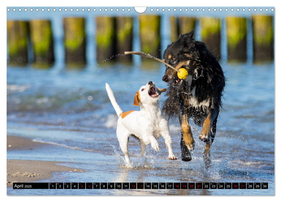 Ostseehunde (CALVENDO Wandkalender 2025)