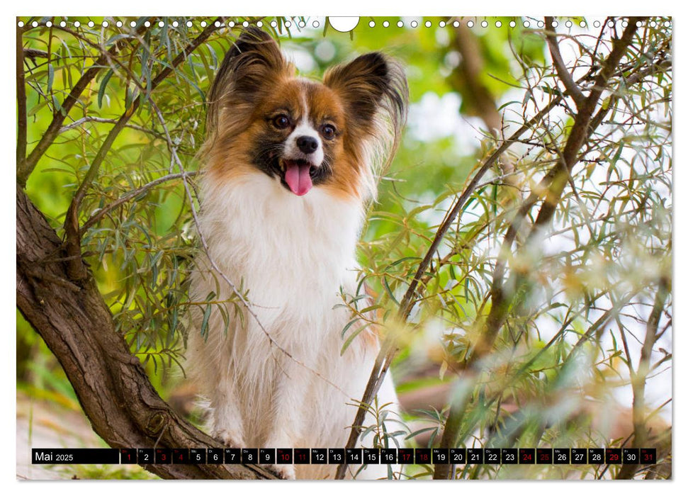 Ostseehunde (CALVENDO Wandkalender 2025)