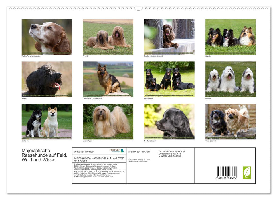 Mäjestätische Rassehunde auf Feld, Wald und Wiese (CALVENDO Premium Wandkalender 2025)