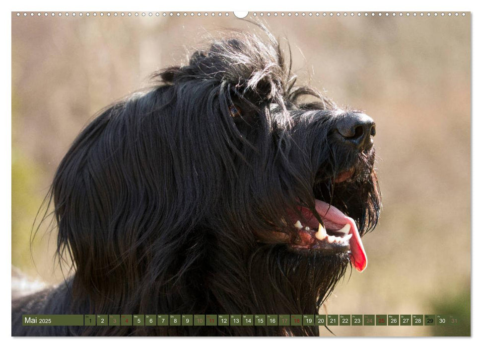 Mäjestätische Rassehunde auf Feld, Wald und Wiese (CALVENDO Premium Wandkalender 2025)