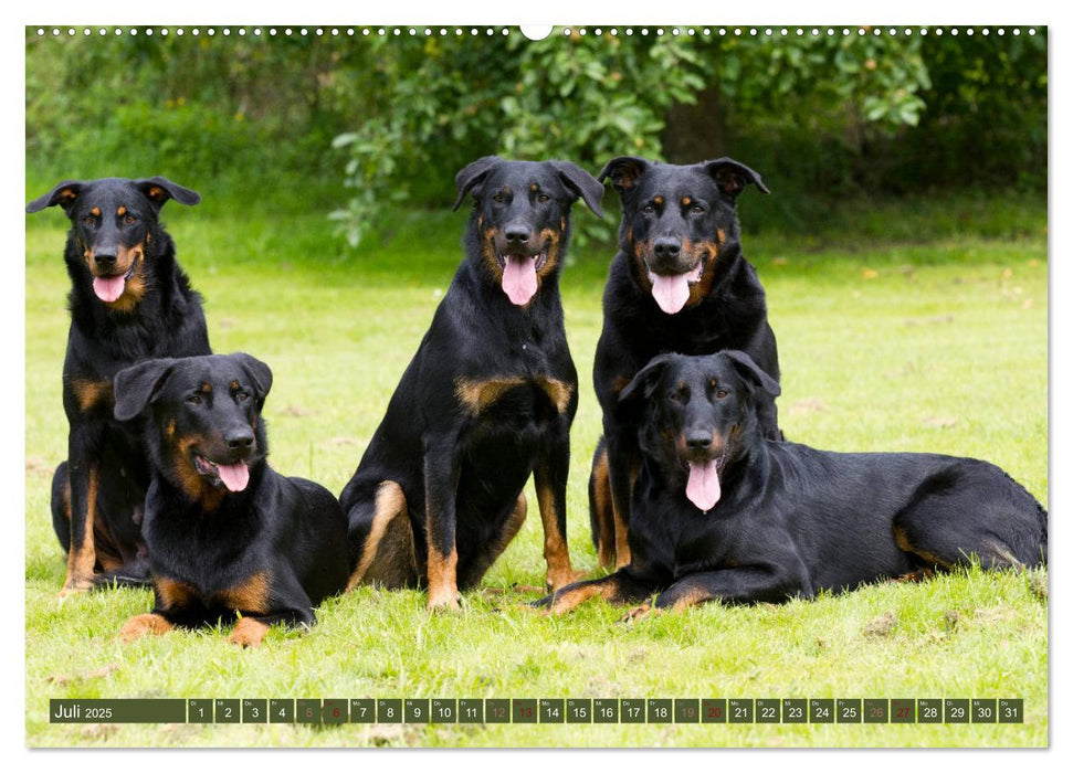 Mäjestätische Rassehunde auf Feld, Wald und Wiese (CALVENDO Premium Wandkalender 2025)