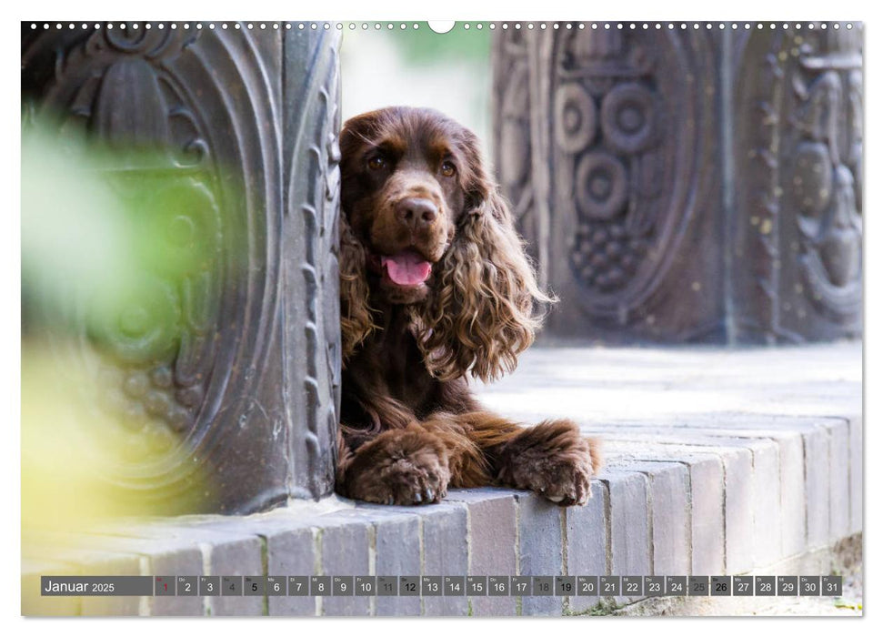 English Cocker Spaniels - Ein Spaziergang im Park (CALVENDO Premium Wandkalender 2025)