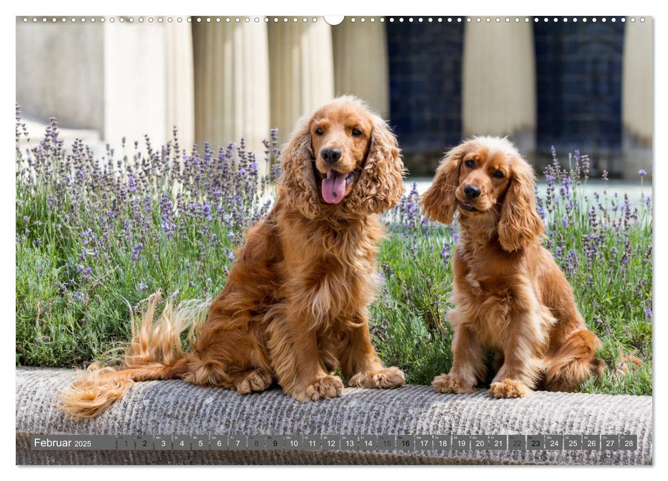 English Cocker Spaniels - Ein Spaziergang im Park (CALVENDO Premium Wandkalender 2025)