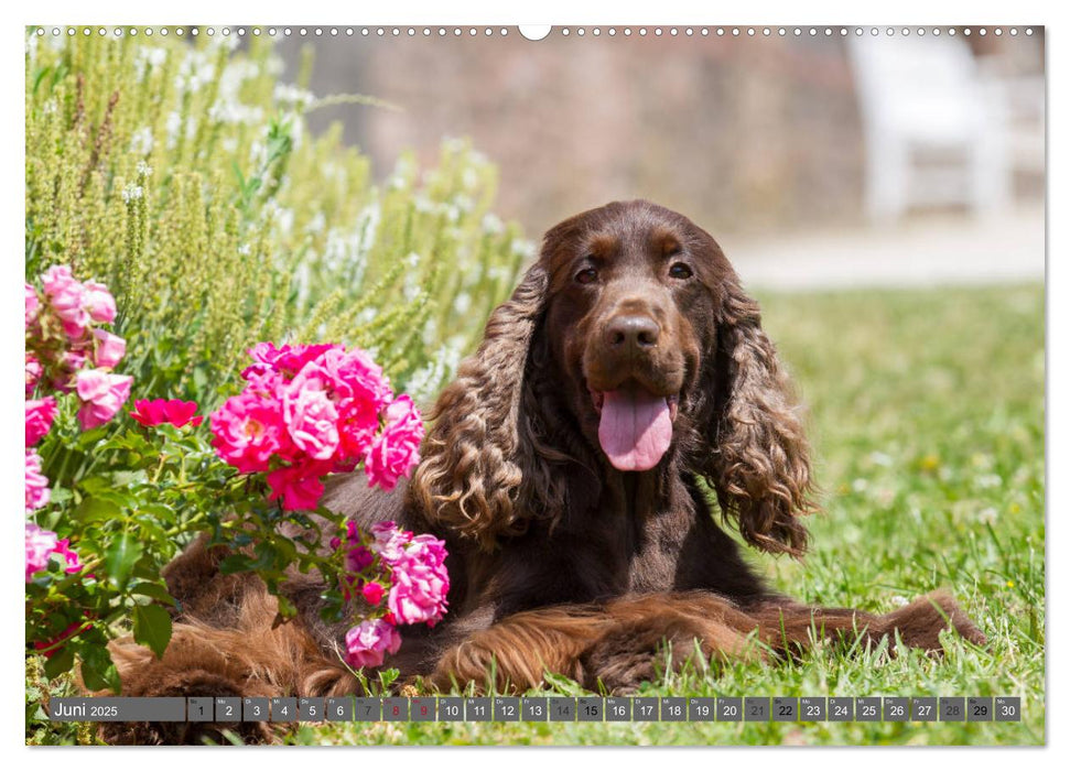 English Cocker Spaniels - Ein Spaziergang im Park (CALVENDO Premium Wandkalender 2025)