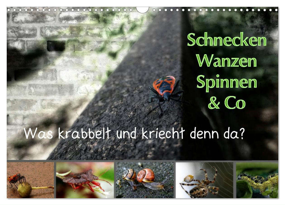 Schnecken, Wanzen, Spinnen und Co...Was krabbelt und kriecht denn da? (CALVENDO Wandkalender 2025)