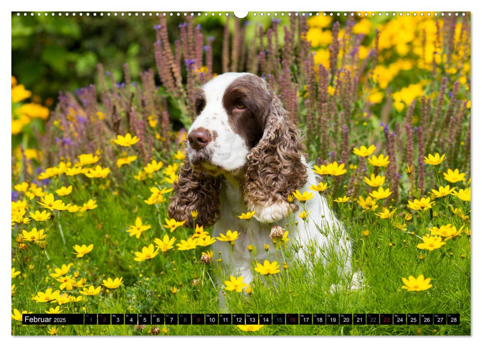 English Cocker Spaniel - Fröhliche Gesellen (CALVENDO Premium Wandkalender 2025)