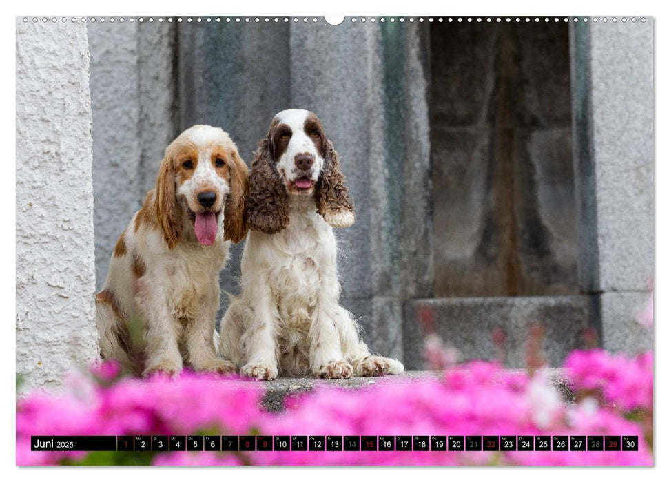 English Cocker Spaniel - Fröhliche Gesellen (CALVENDO Premium Wandkalender 2025)