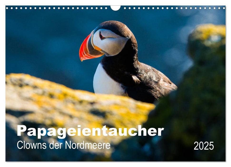 PAPAGEIENTAUCHER - Clowns der Nordmeere (CALVENDO Wandkalender 2025)