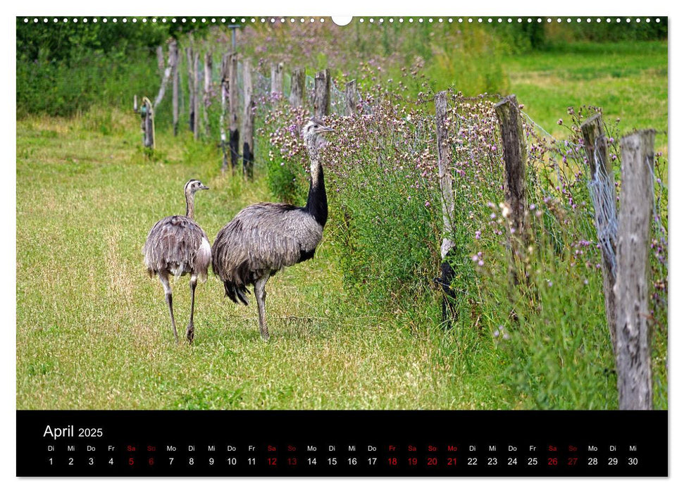 Elberadweg Coswig (Anhalt) (CALVENDO Premium Wandkalender 2025)