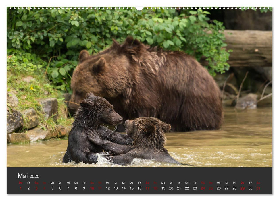 Die grossen Bärentatzen (CALVENDO Wandkalender 2025)