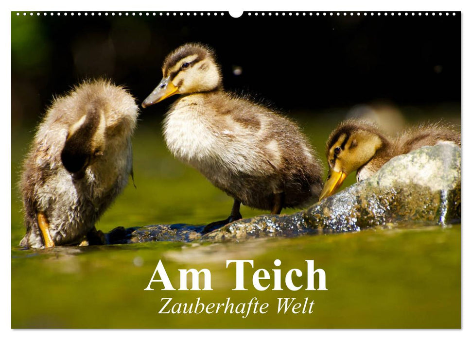 Am Teich. Zauberhafte Welt (CALVENDO Wandkalender 2025)