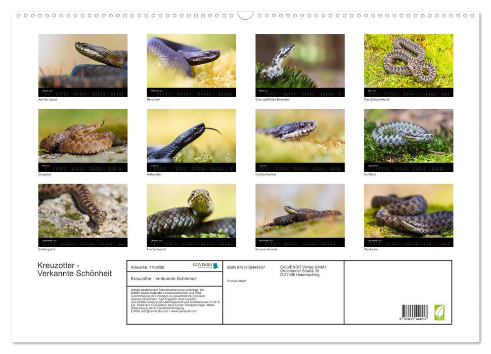 Kreuzotter - Verkannte Schönheit (CALVENDO Wandkalender 2025)