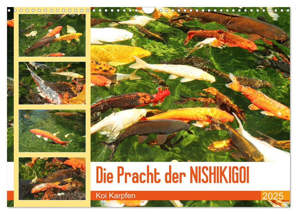 Die Pracht der NISHIKIGOI - Koi Karpfen (CALVENDO Wandkalender 2025)