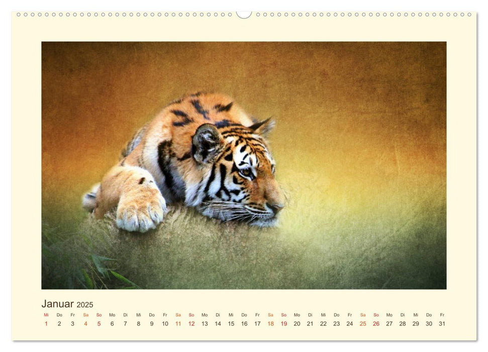 Sibirische Tigerportraits (CALVENDO Premium Wandkalender 2025)