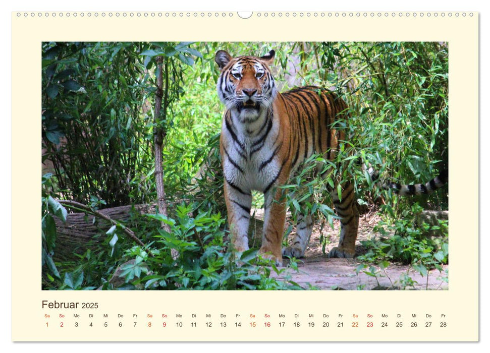 Sibirische Tigerportraits (CALVENDO Premium Wandkalender 2025)