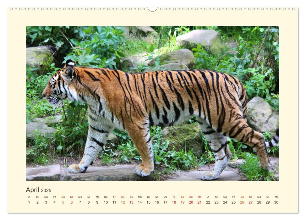 Sibirische Tigerportraits (CALVENDO Premium Wandkalender 2025)