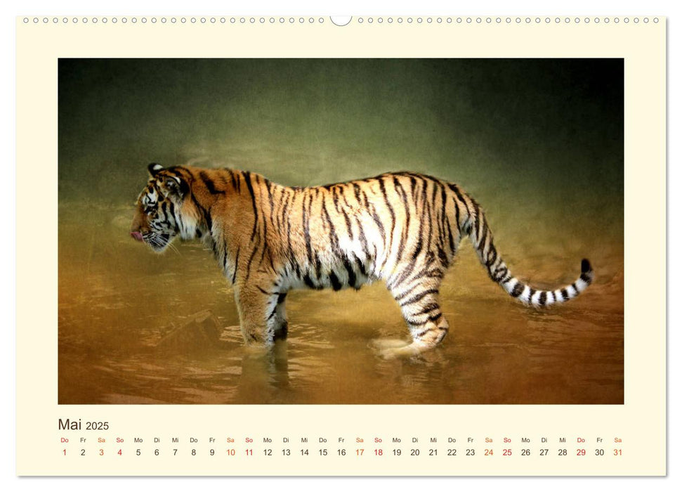 Sibirische Tigerportraits (CALVENDO Premium Wandkalender 2025)