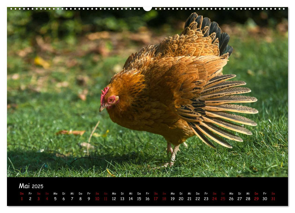 Neues von den Gartenhühnern (CALVENDO Premium Wandkalender 2025)