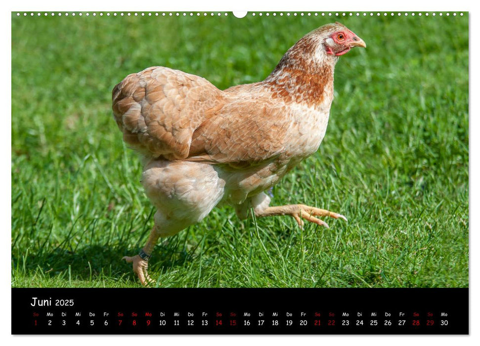 Neues von den Gartenhühnern (CALVENDO Premium Wandkalender 2025)