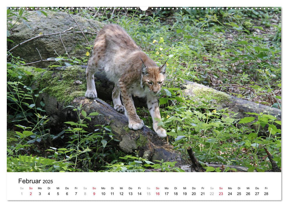 Vielfältiges Bad Harzburg (CALVENDO Premium Wandkalender 2025)