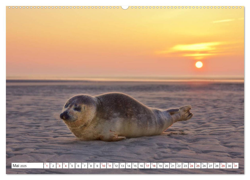 ST. PETER ORDING Strand und Meer (CALVENDO Premium Wandkalender 2025)