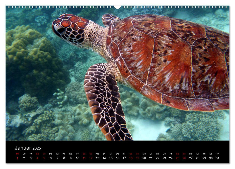 Australian Wildlife (CALVENDO Premium Wandkalender 2025)