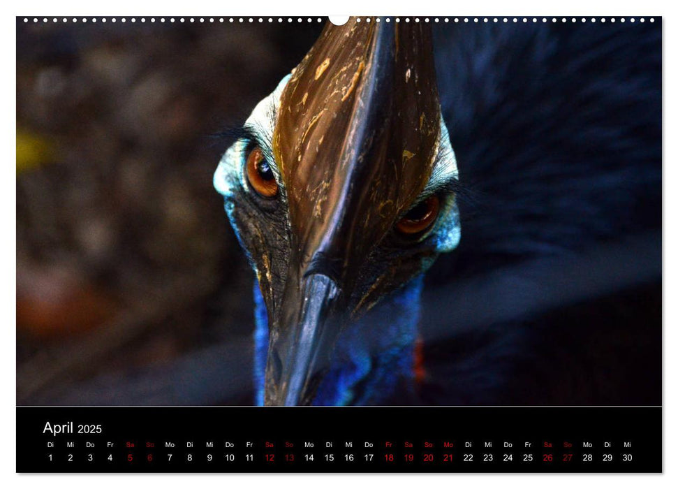 Australian Wildlife (CALVENDO Premium Wandkalender 2025)