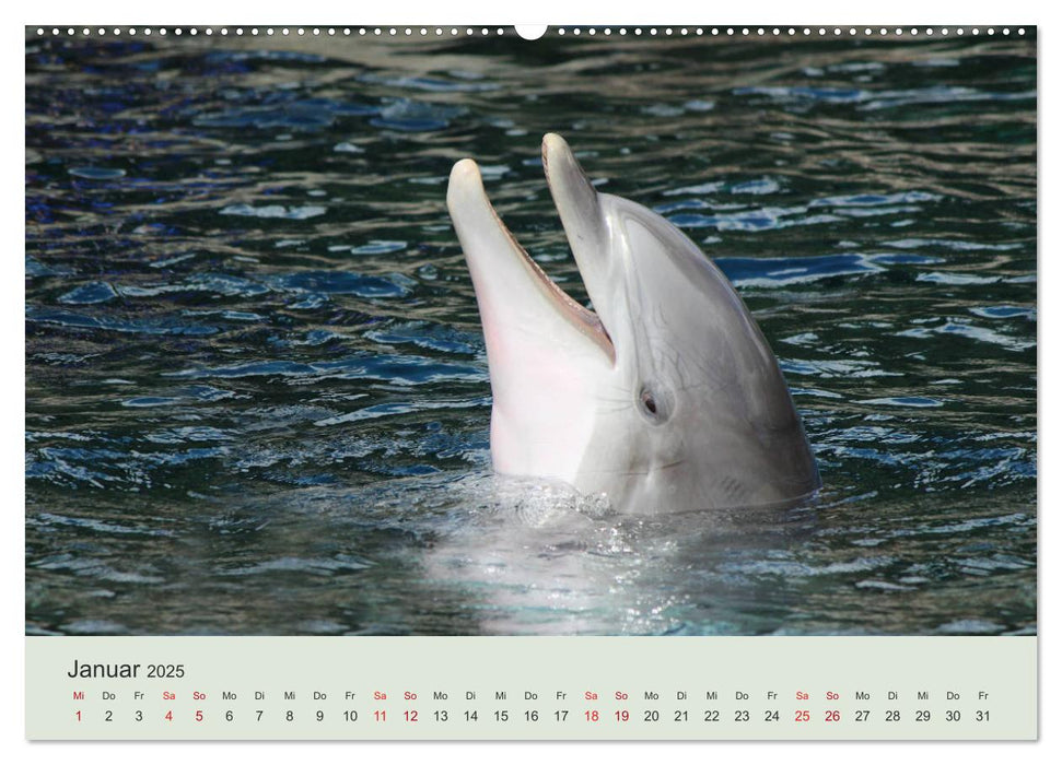 Die Welt der Delphine (CALVENDO Premium Wandkalender 2025)