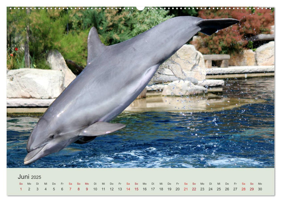 Die Welt der Delphine (CALVENDO Premium Wandkalender 2025)