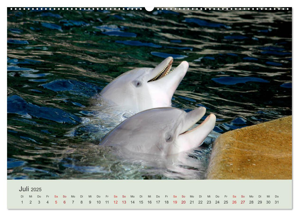 Die Welt der Delphine (CALVENDO Premium Wandkalender 2025)